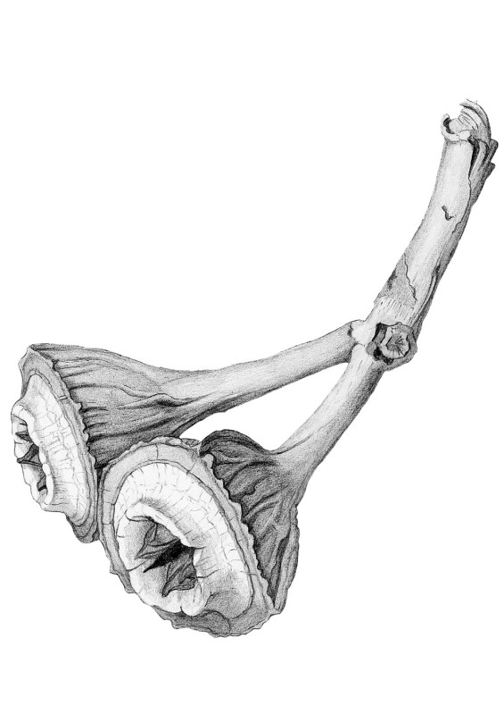 arch-2