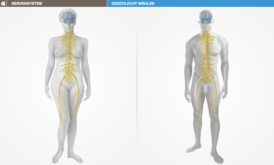 bodymap-2-565