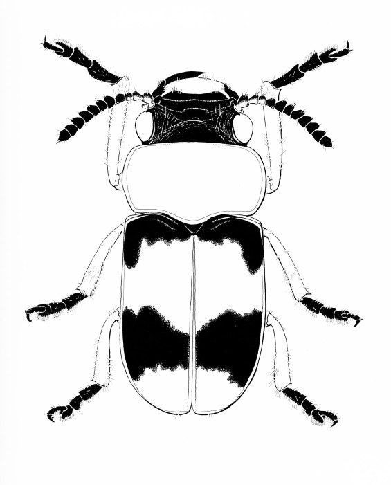 coptocephalus-1