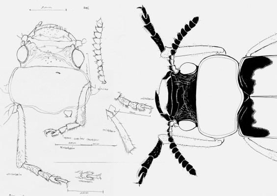 coptocephalus-2