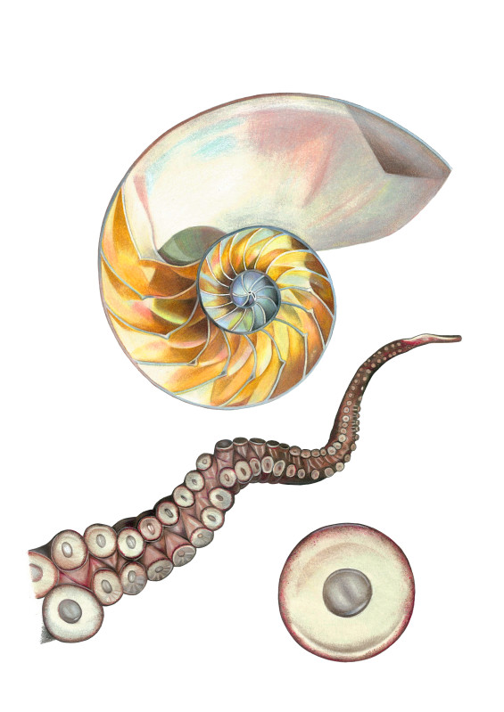 muschel