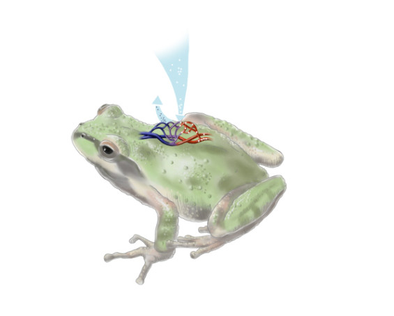 illustration hautatmung