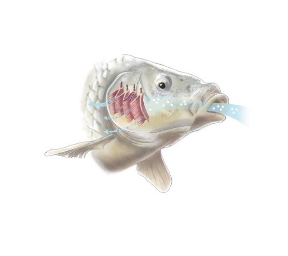 Illustration Kiemenatmung