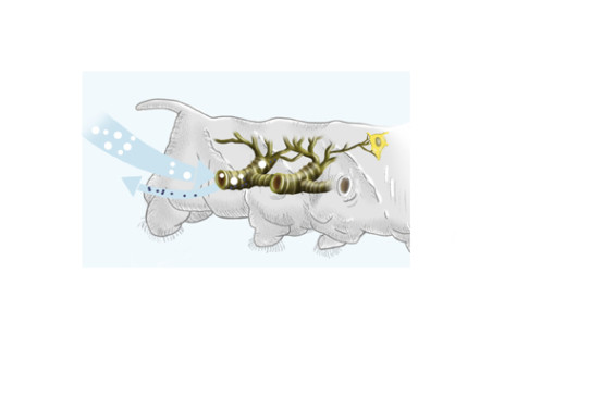 illustration tracheenatmung